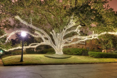 How to Wrap a Tree with Christmas Lights